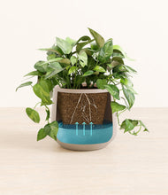 Load image into Gallery viewer, Eternal Gray