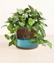 Load image into Gallery viewer, Dark Olive