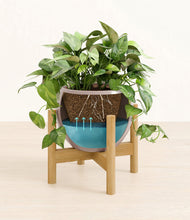 Load image into Gallery viewer, Winter Clouds stand:bamboo