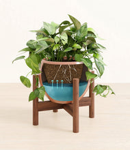 Load image into Gallery viewer, Calm Rose stand:walnut