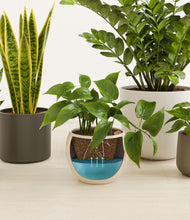 Load image into Gallery viewer, Woodland