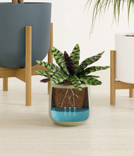 Load image into Gallery viewer, Earthy stand:two_stands