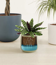 Load image into Gallery viewer, Earthy