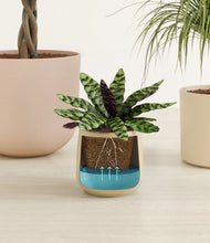 Load image into Gallery viewer, Sandy