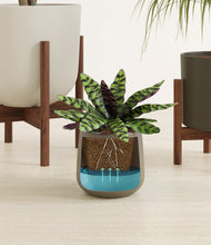 Load image into Gallery viewer, Woodland stand:two_stands