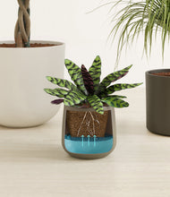 Load image into Gallery viewer, Woodland