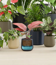 Load image into Gallery viewer, Winding River