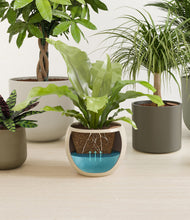 Load image into Gallery viewer, Woodland