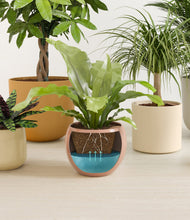 Load image into Gallery viewer, -