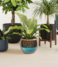 Load image into Gallery viewer, Charcoal stand:two_stands