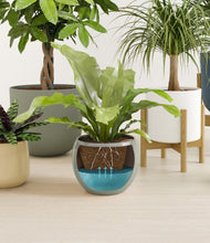 Load image into Gallery viewer, Earthy stand:two_stands