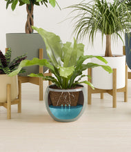 Load image into Gallery viewer, Earthy stand:four_stands