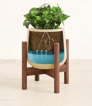 Load image into Gallery viewer, Almond Green stand:walnut