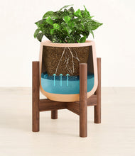 Load image into Gallery viewer, Gentle Pink stand:walnut