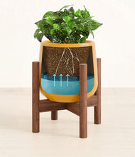 Load image into Gallery viewer, Mustard stand:walnut