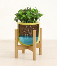 Load image into Gallery viewer, Key Lime Yellow stand:bamboo