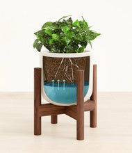 Load image into Gallery viewer, Cotton White stand:walnut