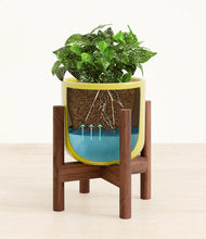 Load image into Gallery viewer, Key Lime Yellow stand:walnut