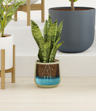 Load image into Gallery viewer, Earthy stand:three_stands