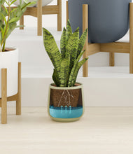 Load image into Gallery viewer, Earthy stand:six_stands