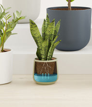 Load image into Gallery viewer, Earthy