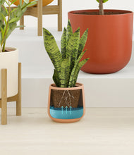 Load image into Gallery viewer, Evening Sky stand:three_stands