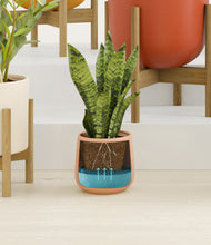 Load image into Gallery viewer, Evening Sky stand:six_stands