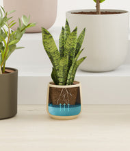 Load image into Gallery viewer, Woodland