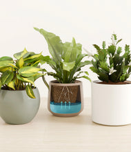 Load image into Gallery viewer, Earthy