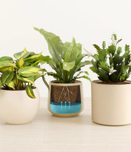 Load image into Gallery viewer, Sandy