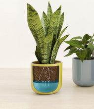 Load image into Gallery viewer, Pixie Petals