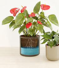 Load image into Gallery viewer, Forest Moss