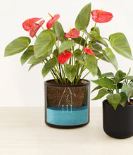 Load image into Gallery viewer, Graphite