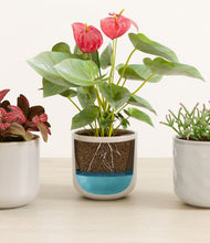 Load image into Gallery viewer, Arctic Whisper