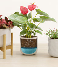 Load image into Gallery viewer, Arctic Whisper stand:one_stand