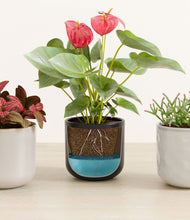 Load image into Gallery viewer, Midnight Snow