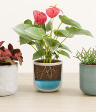 Load image into Gallery viewer, Moss Frost