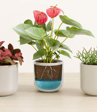 Load image into Gallery viewer, Winter Glow