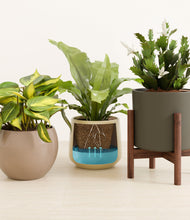 Load image into Gallery viewer, Woodland stand:one_stand