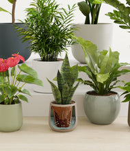 Load image into Gallery viewer, Earthy stand:all