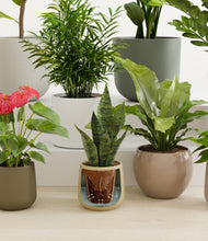 Load image into Gallery viewer, Woodland stand:all