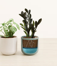 Load image into Gallery viewer, Frosted Pine