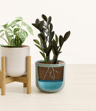 Load image into Gallery viewer, Frosted Pine stand:one_stand