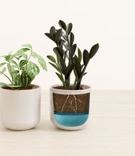 Load image into Gallery viewer, Frozen Pearl