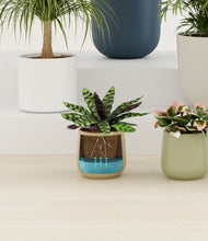 Load image into Gallery viewer, Earthy