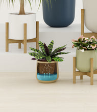 Load image into Gallery viewer, Earthy stand:four_stands