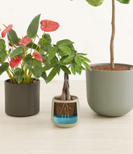 Load image into Gallery viewer, Countryside