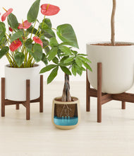 Load image into Gallery viewer, Misty Morning stand:two_stands