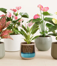 Load image into Gallery viewer, Petal Power