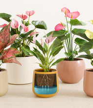 Load image into Gallery viewer, Petal Power